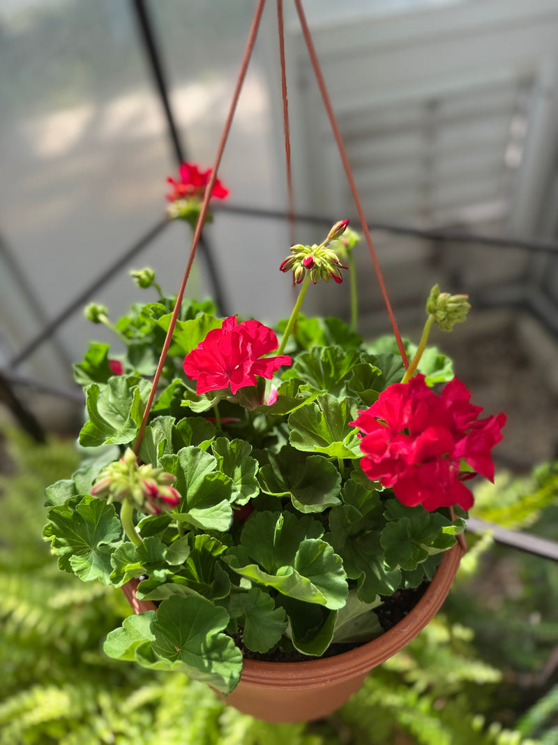 Patio Planter ‘Bright Red’ Geranium
