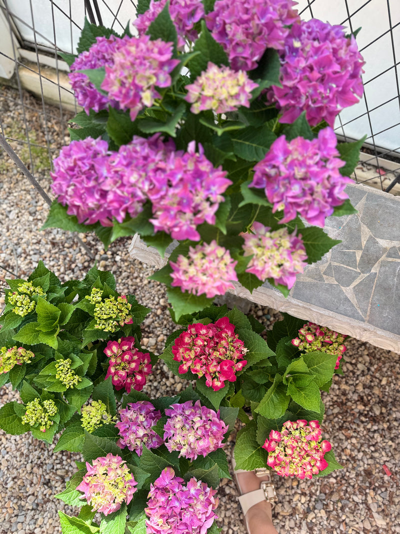Hydrangea Plant