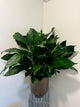 Peace Lily