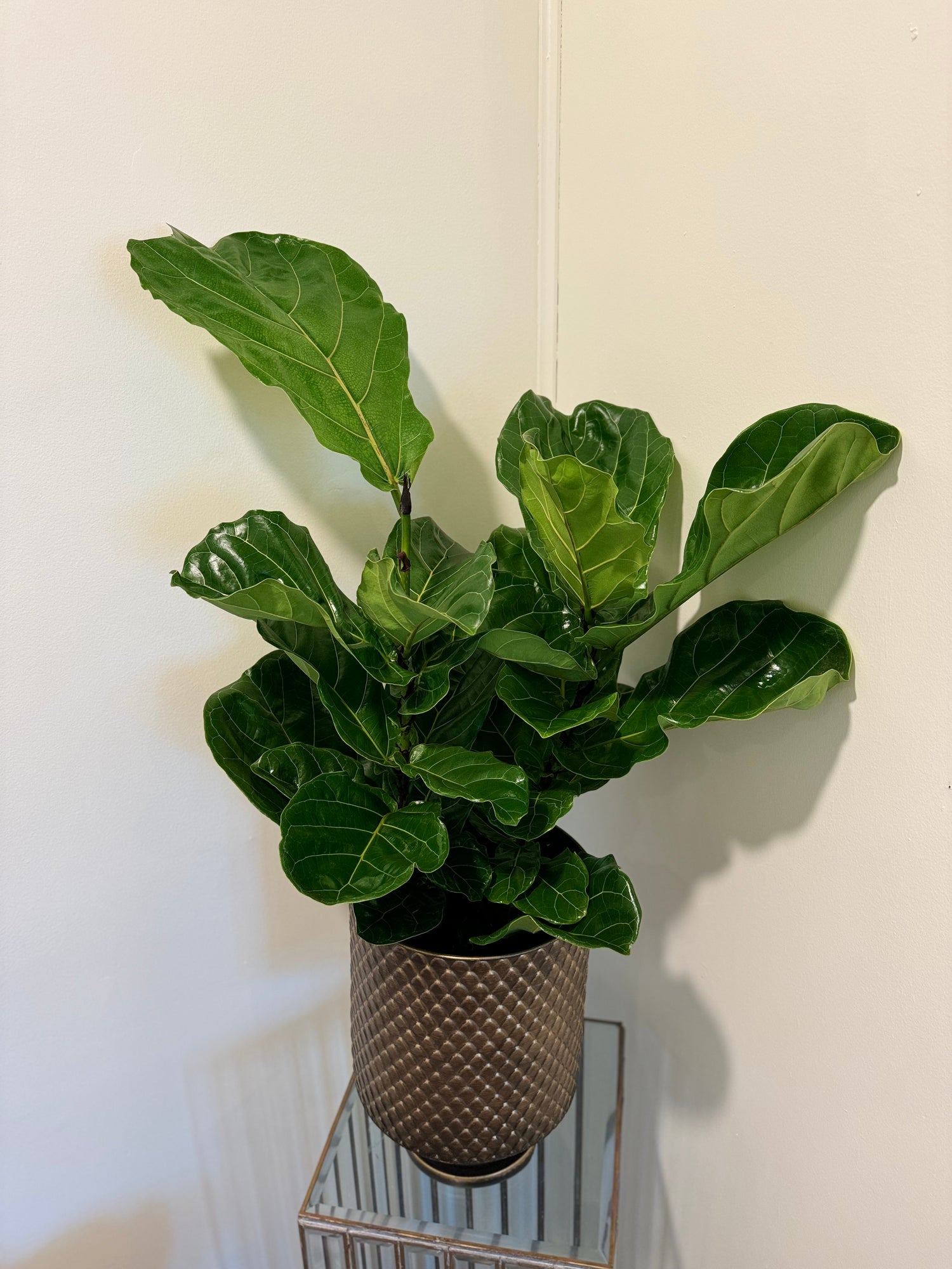 Fiddle Leaf