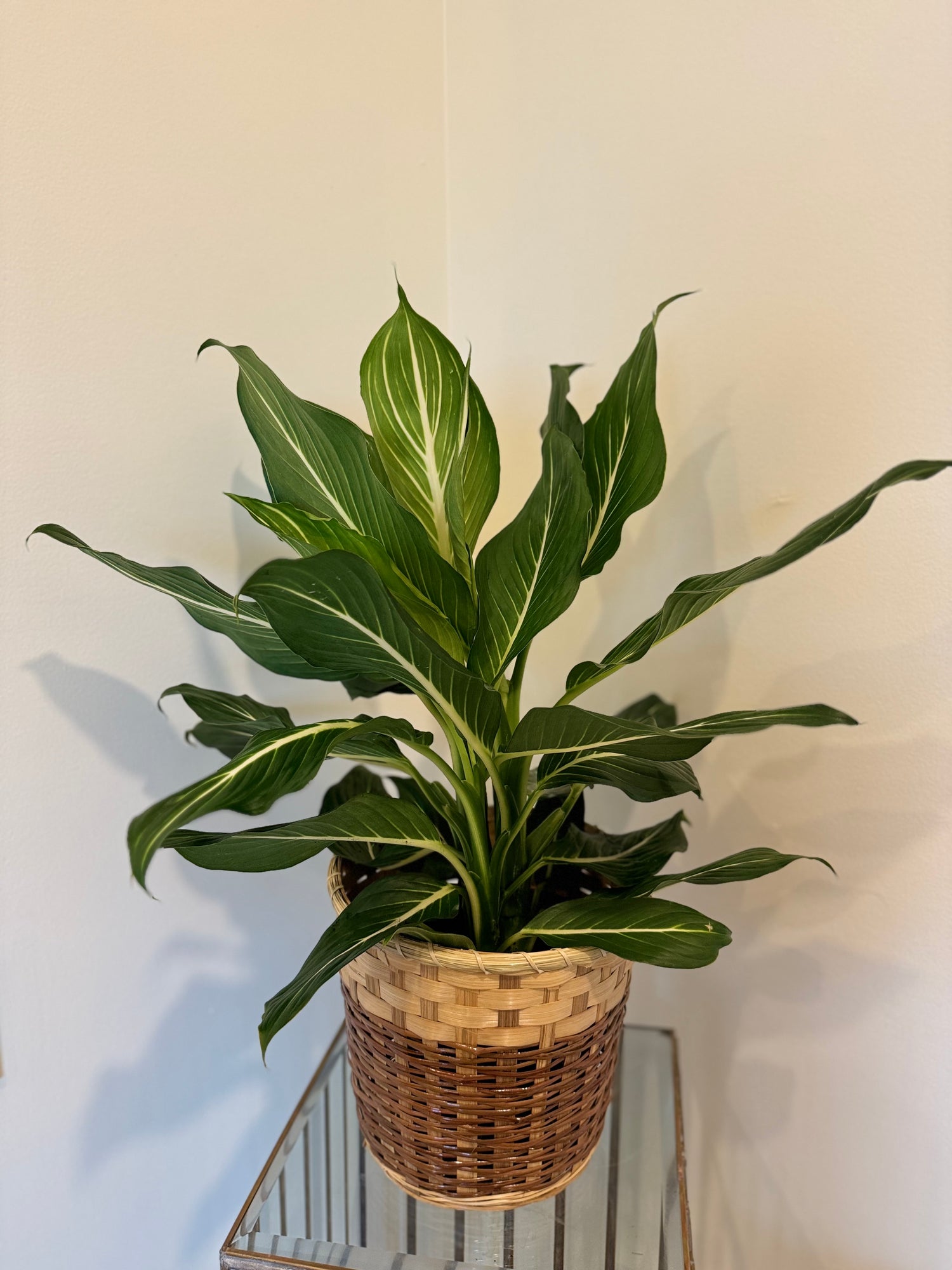 Dieffenbachia