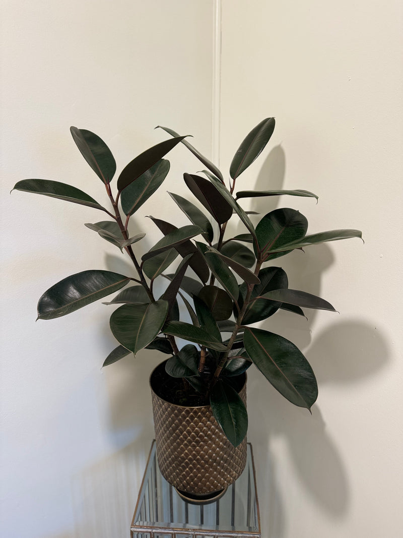 Rubber Plant