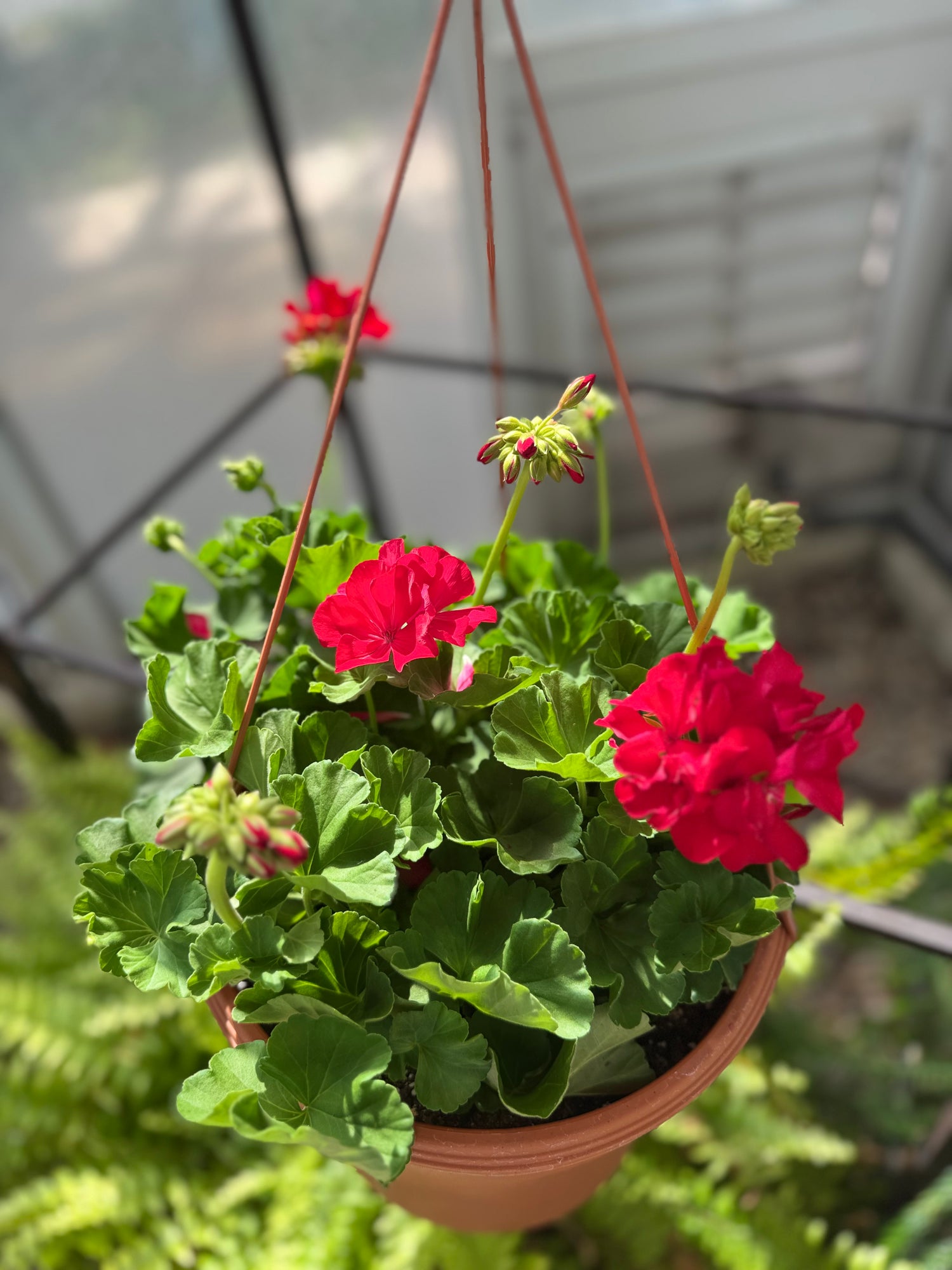 Patio Planter ‘Bright Red’ Geranium