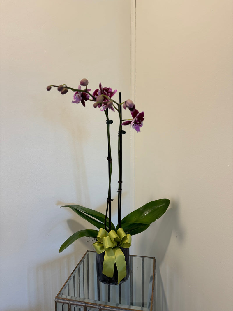 Double Stem Orchid