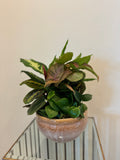 Small Dish Garden
