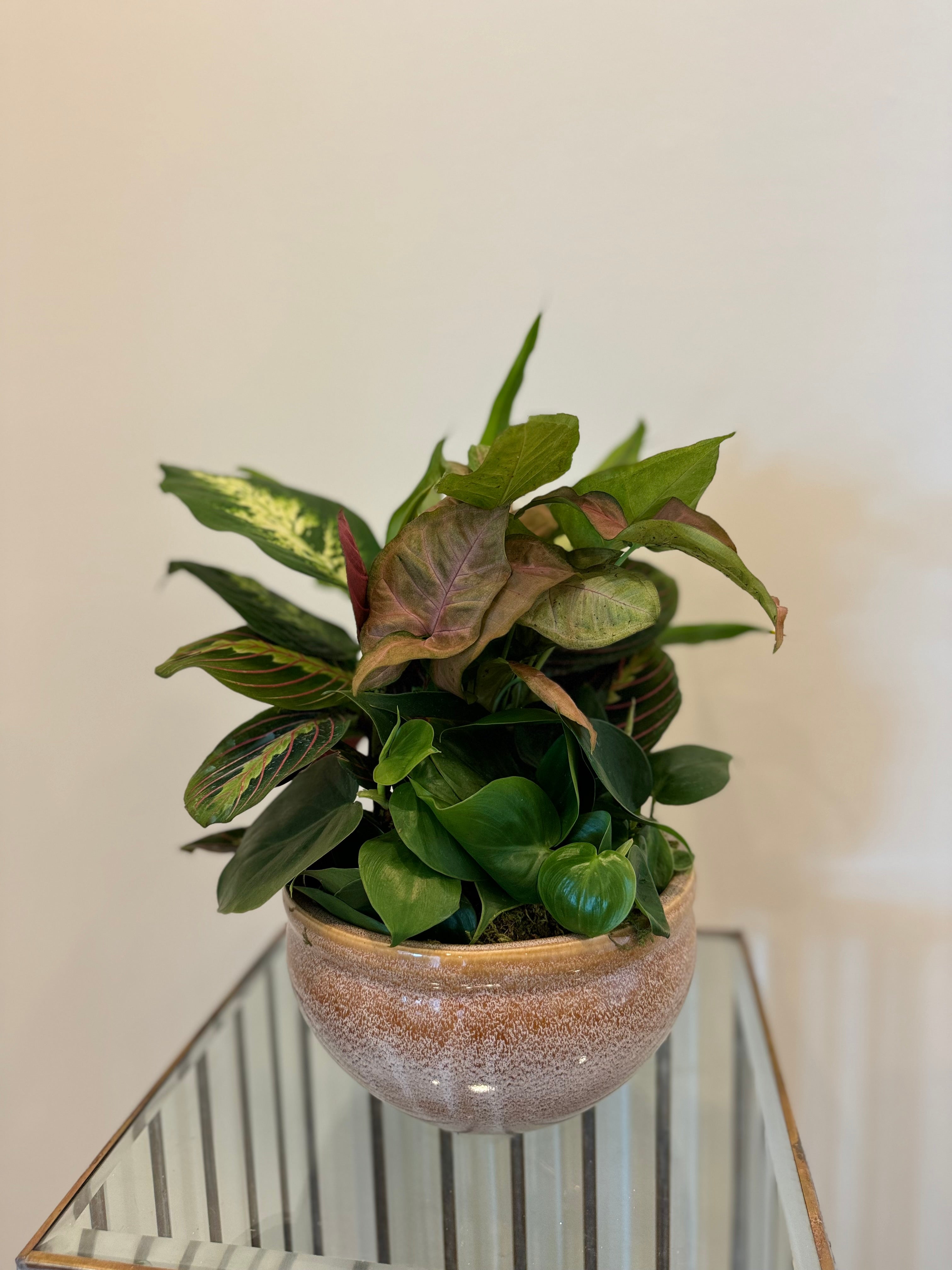 Small Dish Garden