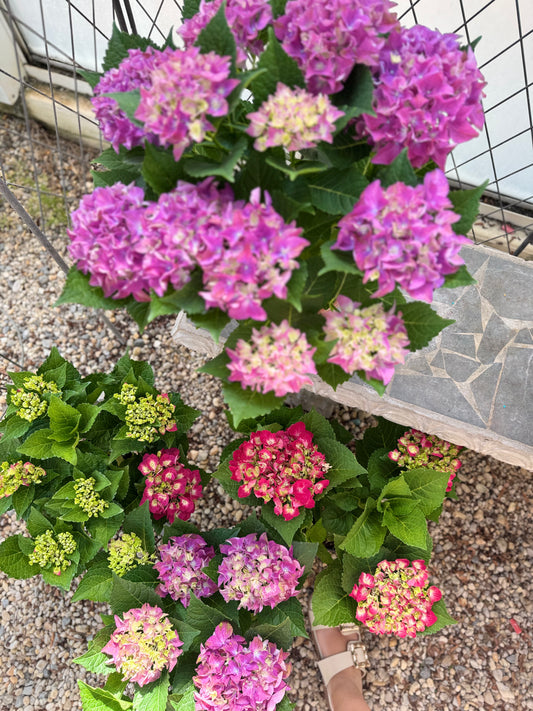 Hydrangea Plant