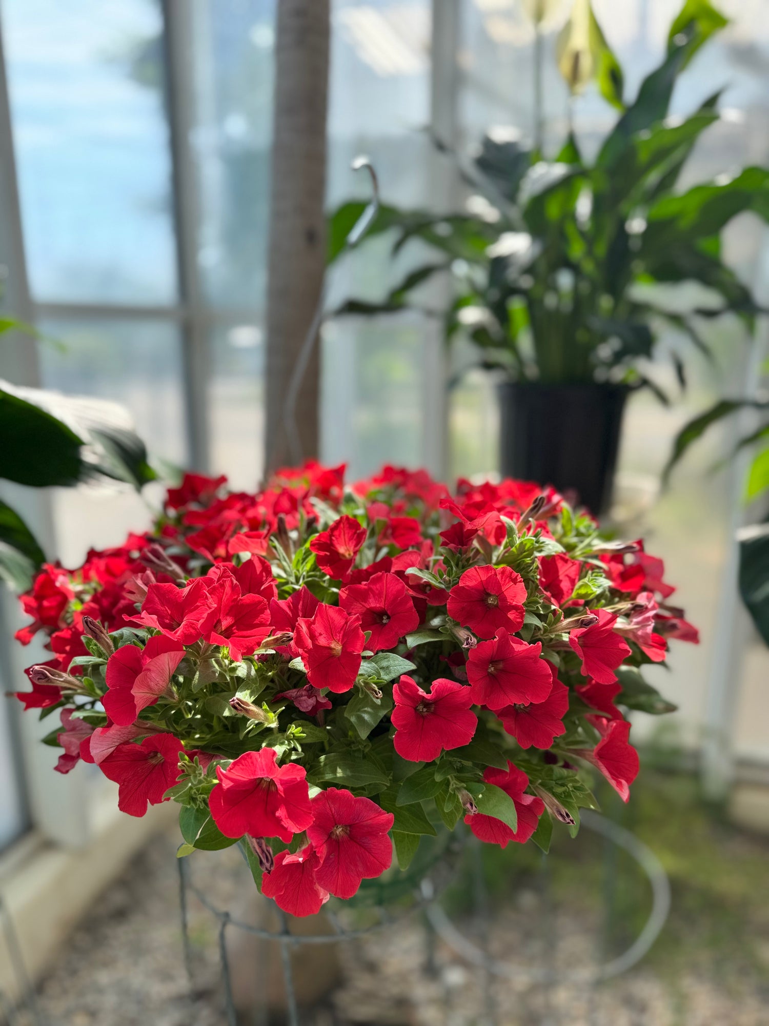 Petunia