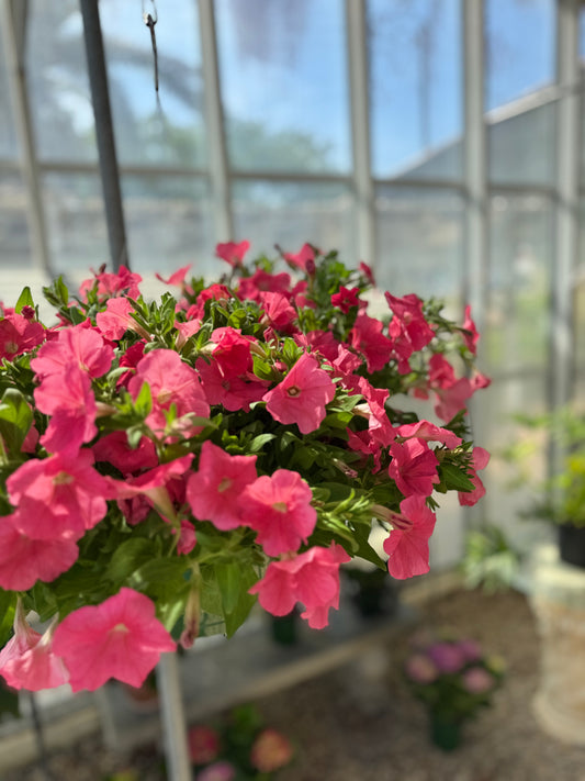 Petunia