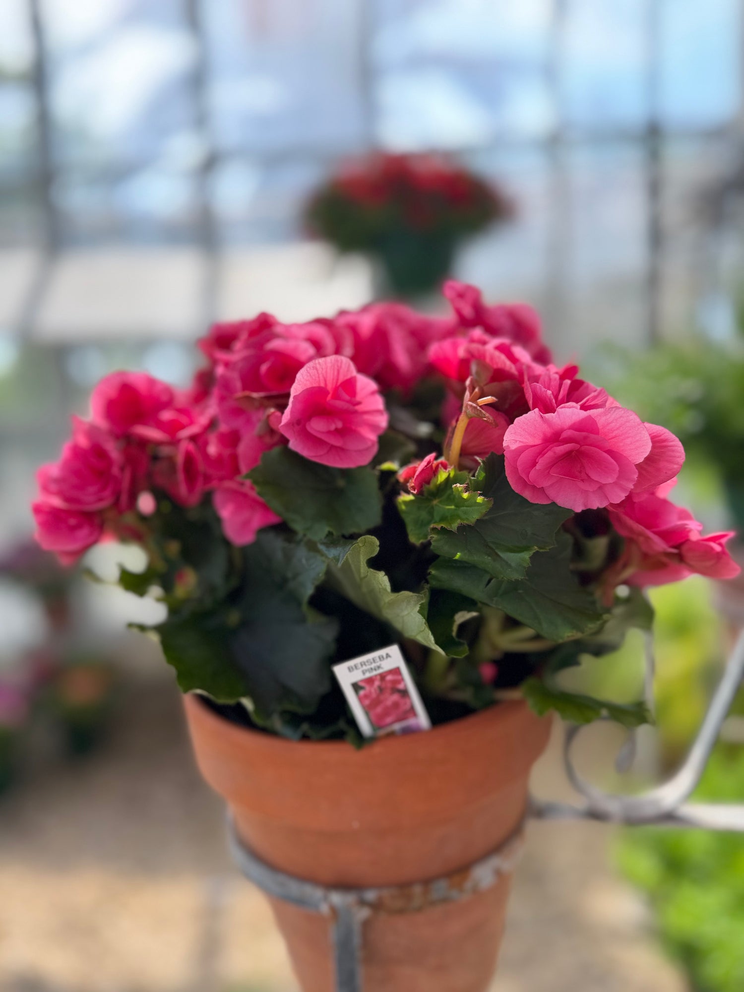 Reiger Begonia