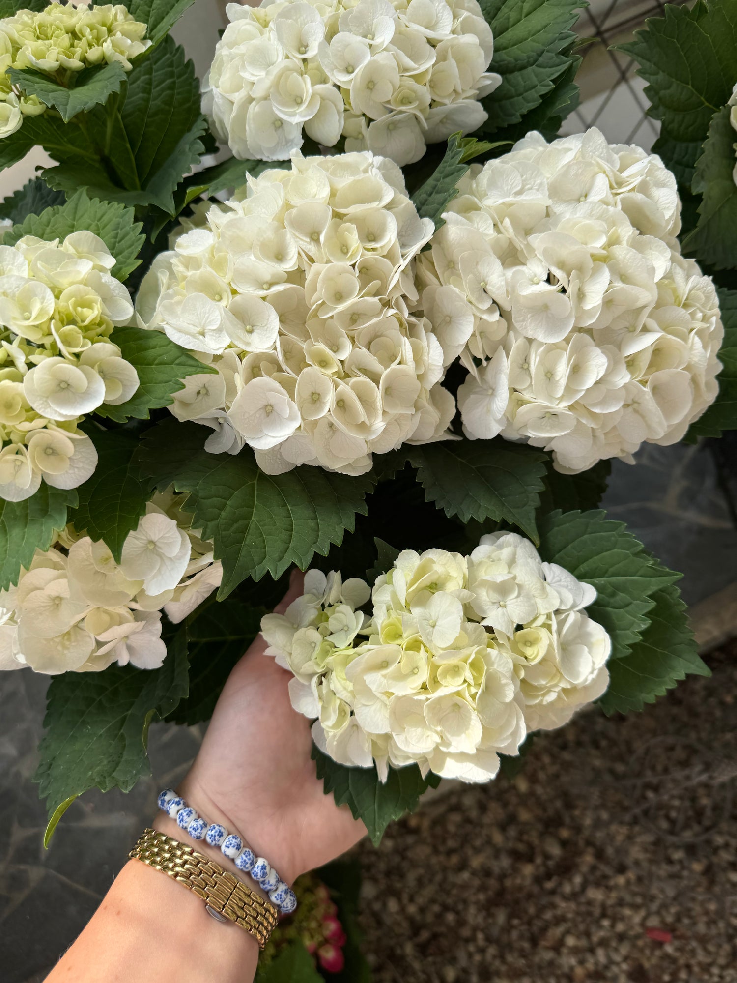 Hydrangea Plant