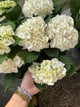 Hydrangea Plant