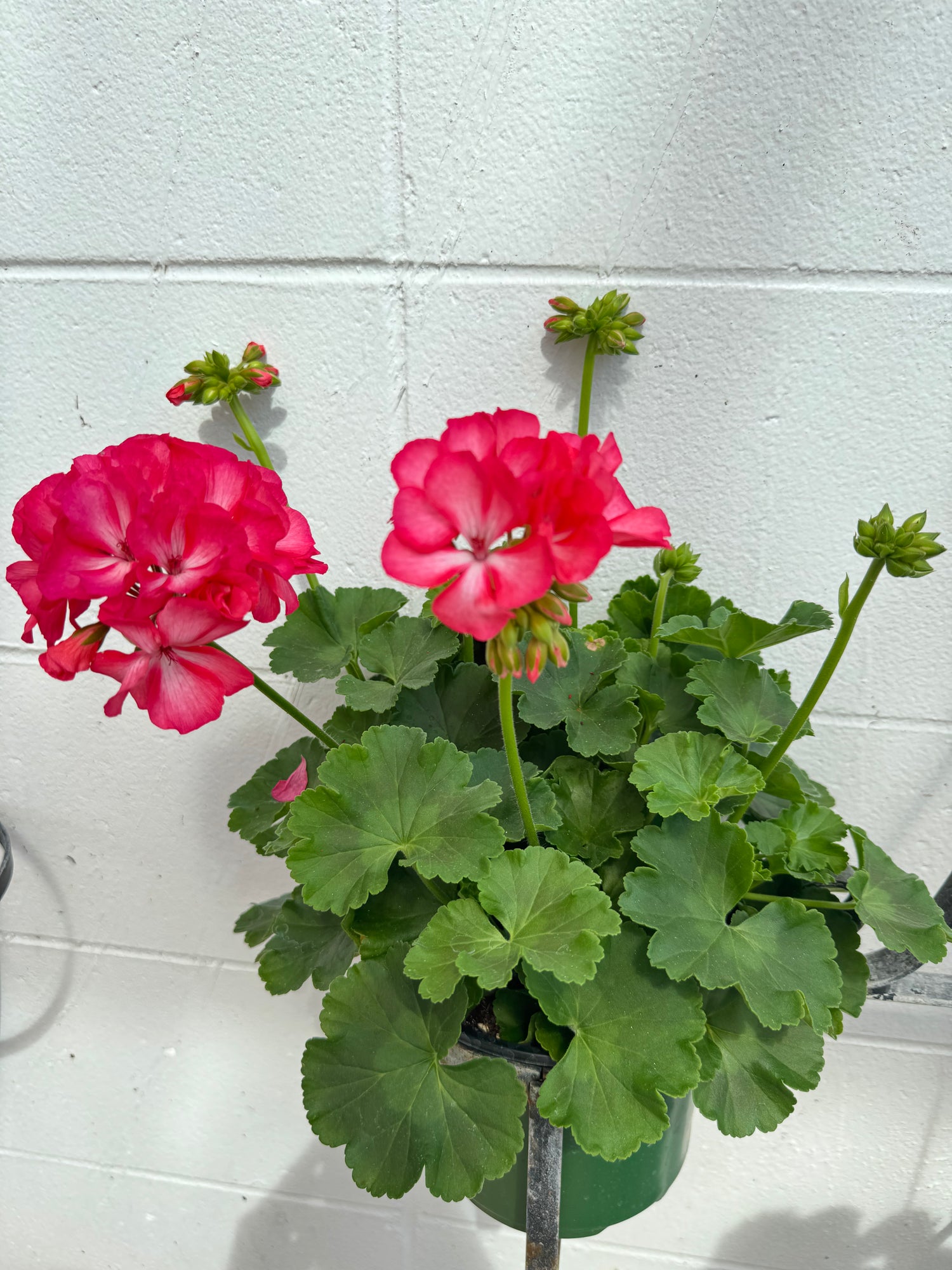 Geranium “Flamingo”