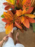 Croatian Plant