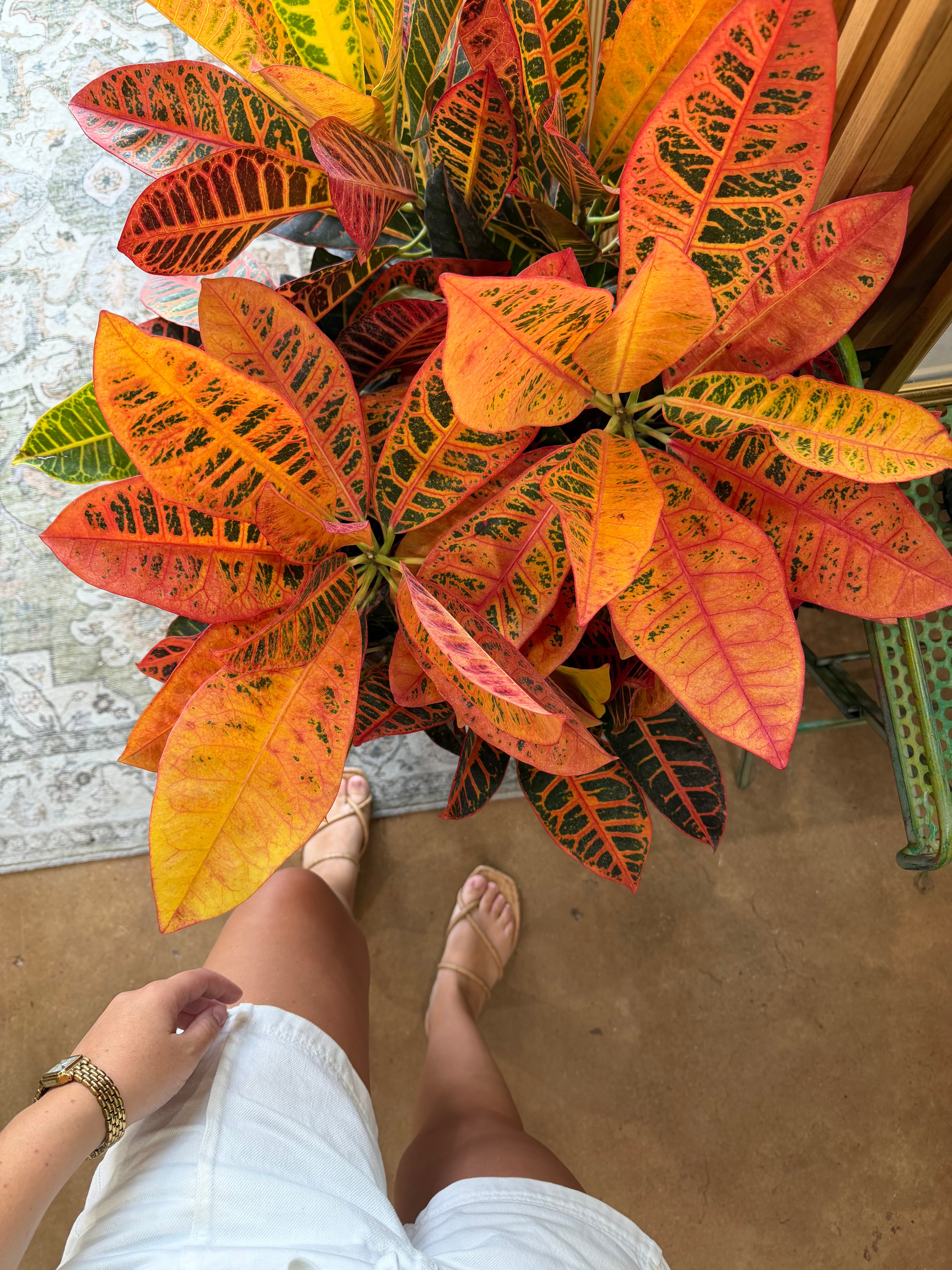 Croatian Plant