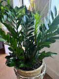 ZZ Plant