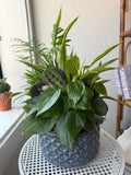 Medium Dish Garden