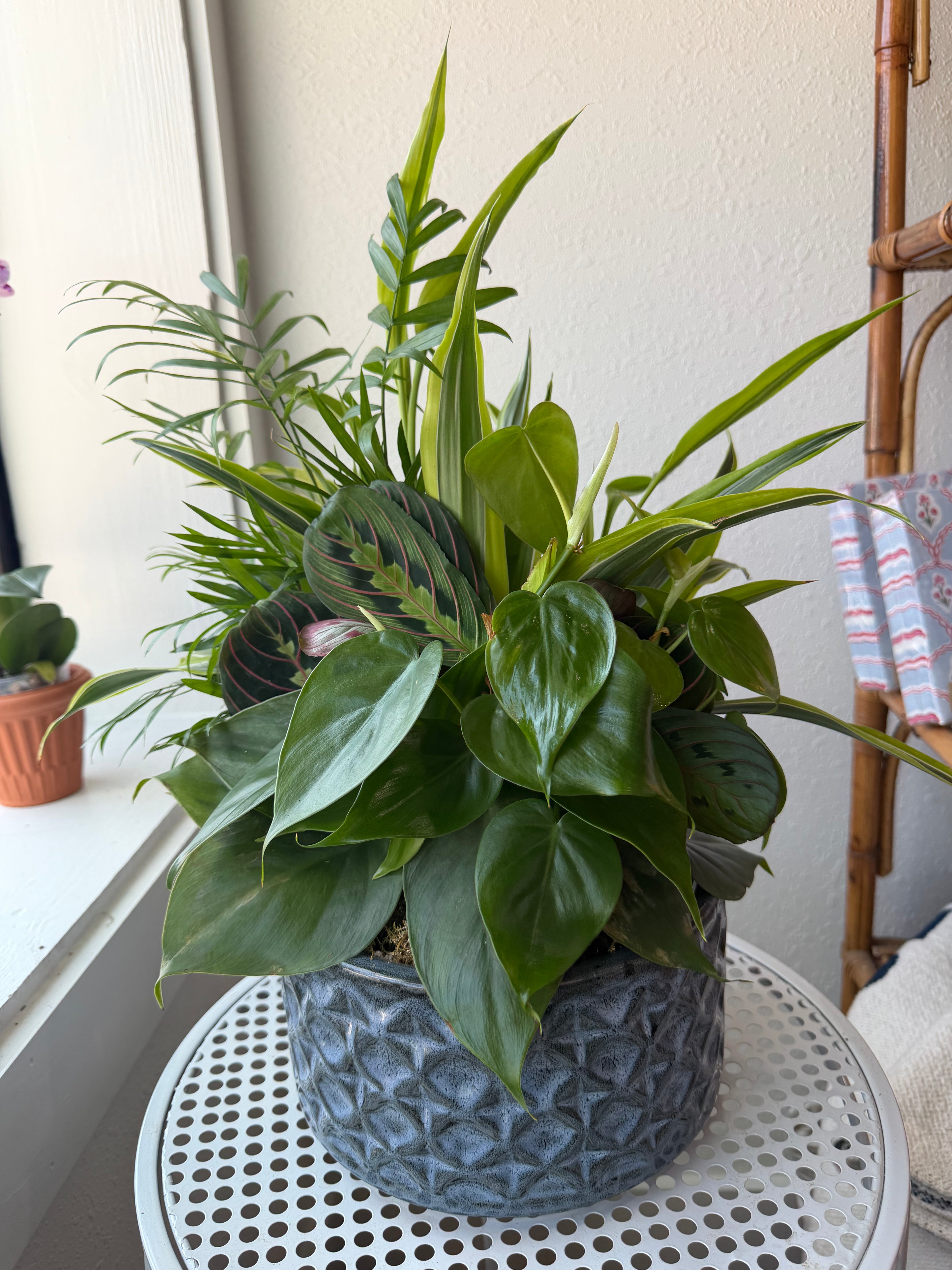Medium Dish Garden
