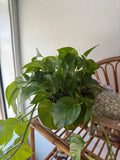 Pothos