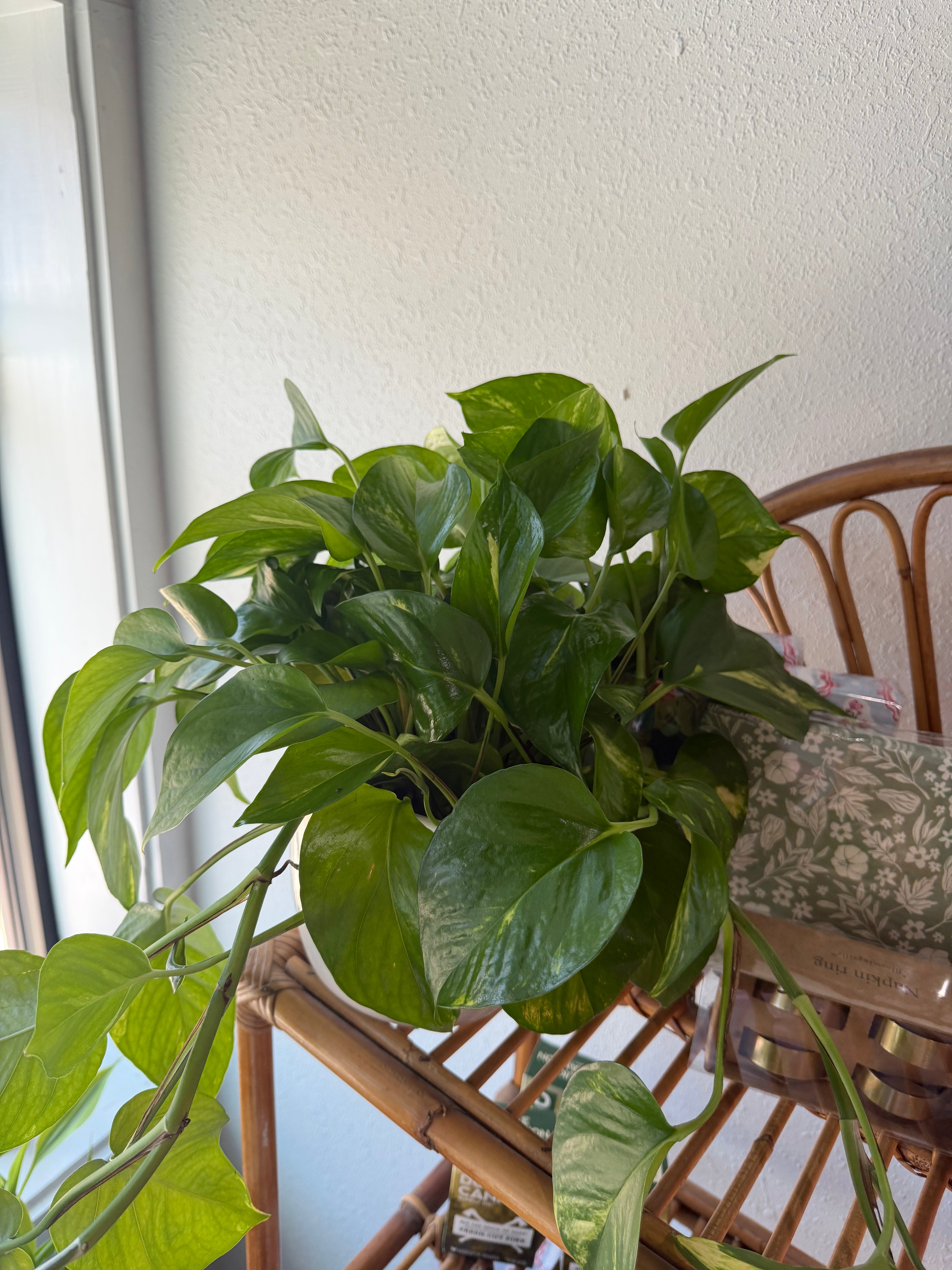 Pothos