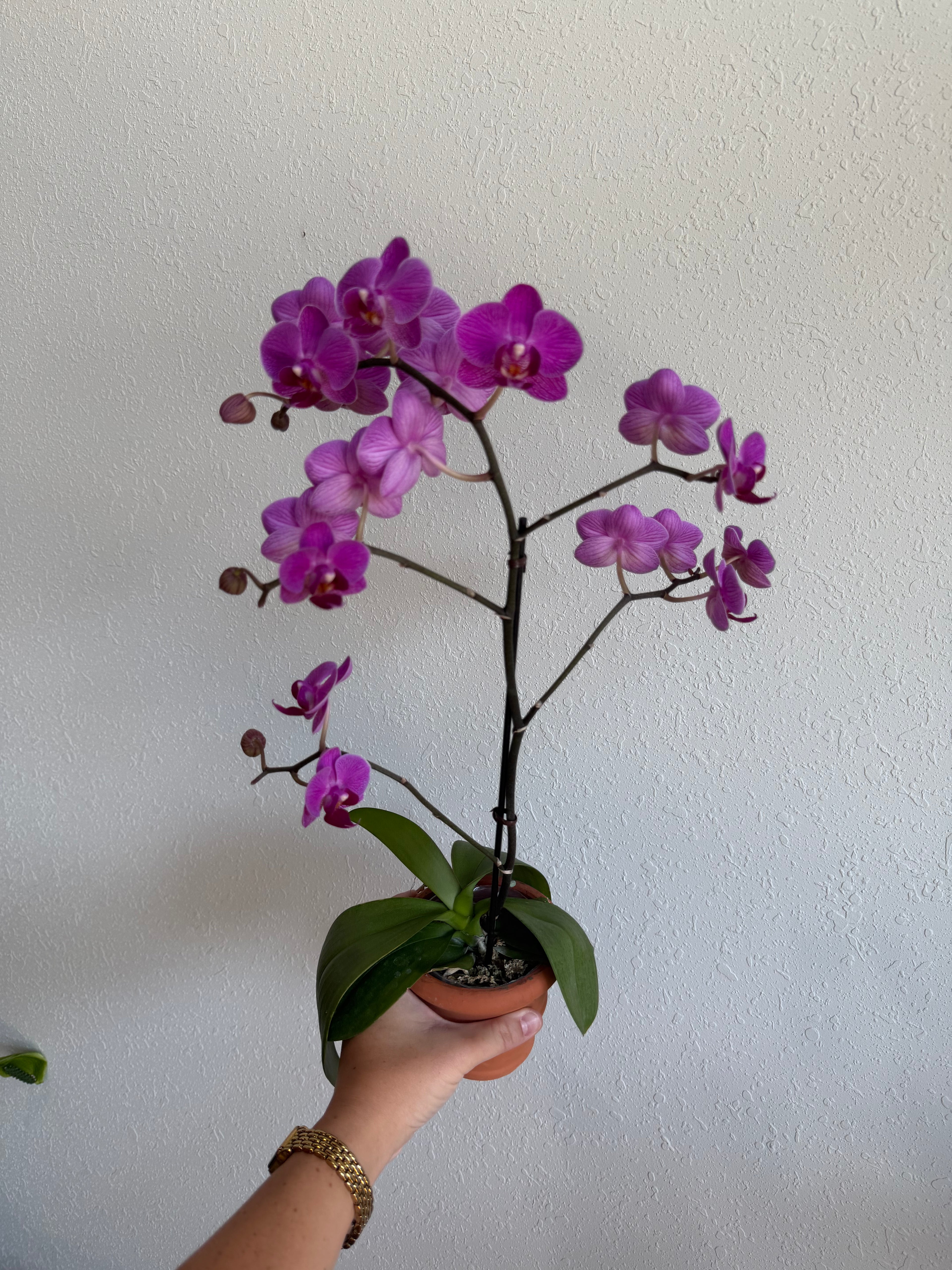 Mini Orchid