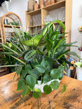 Large Dish Garden