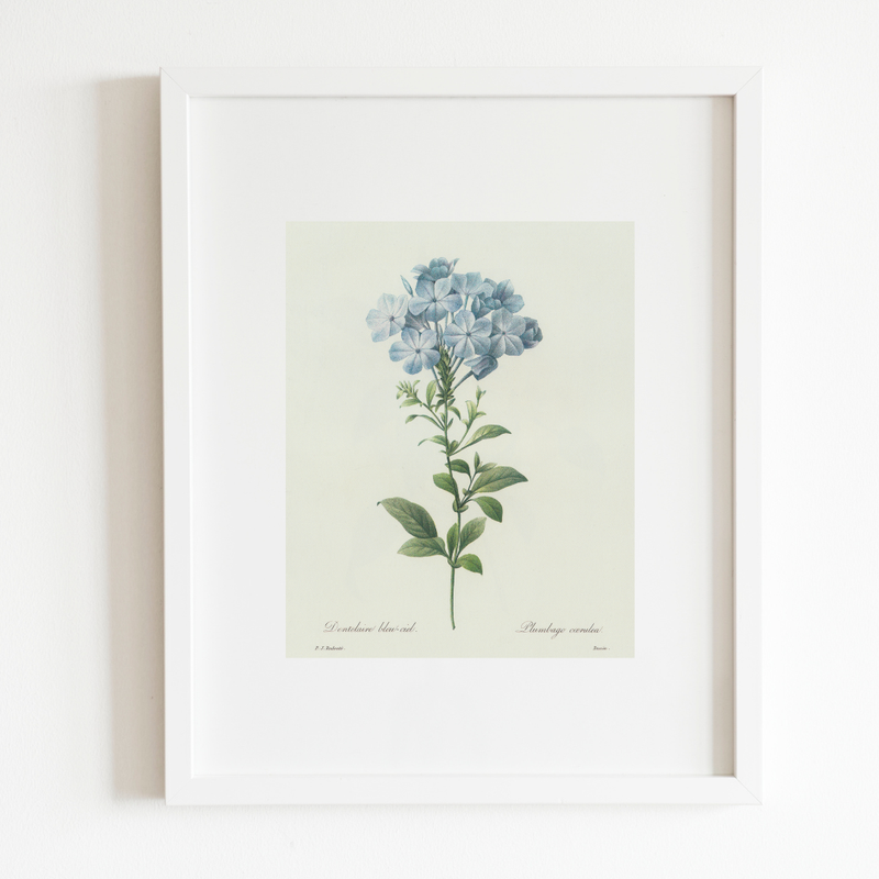 Blue Hydrangea Antique Print