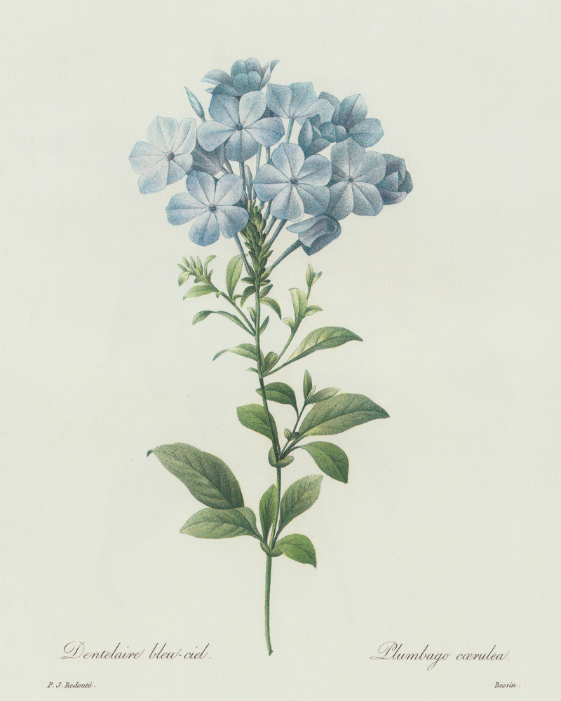 Blue Hydrangea Antique Print