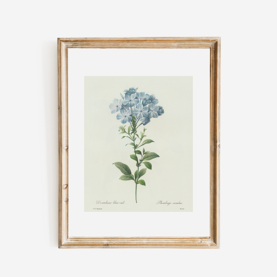 Blue Hydrangea Antique Print